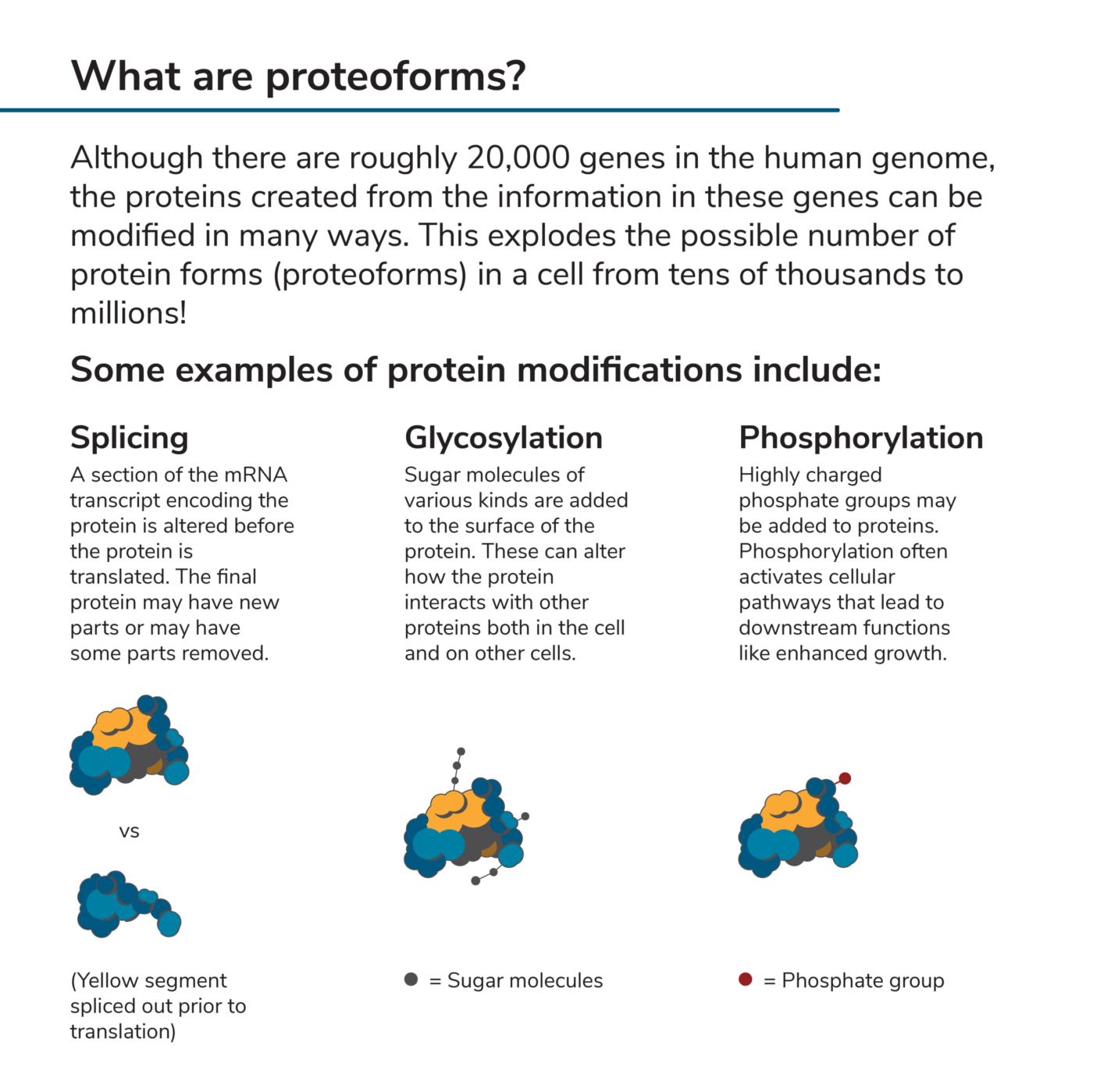 What Are Proteoforms ~ Nautilus Biotechnology