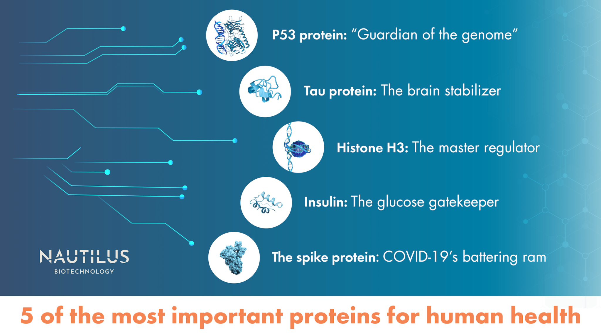 These are some of the most important proteins in the human body ...