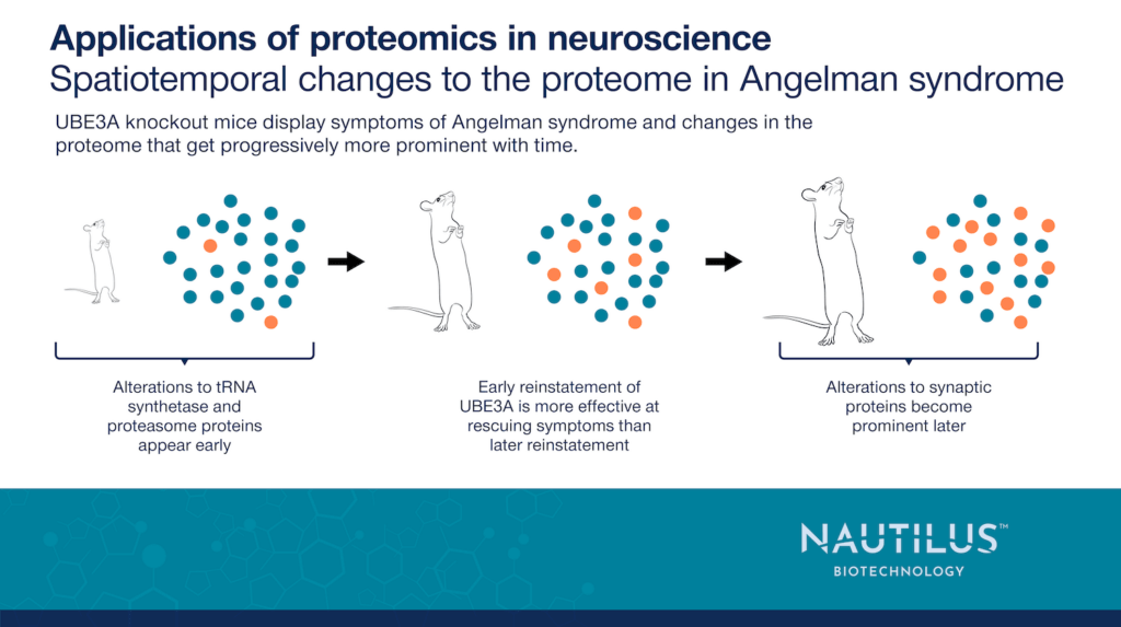 An aging mouse with Angelman syndrome gets progressively more changes to its proteome