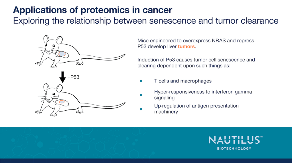 Mouse with a regressing tumor after induction of P53 expression