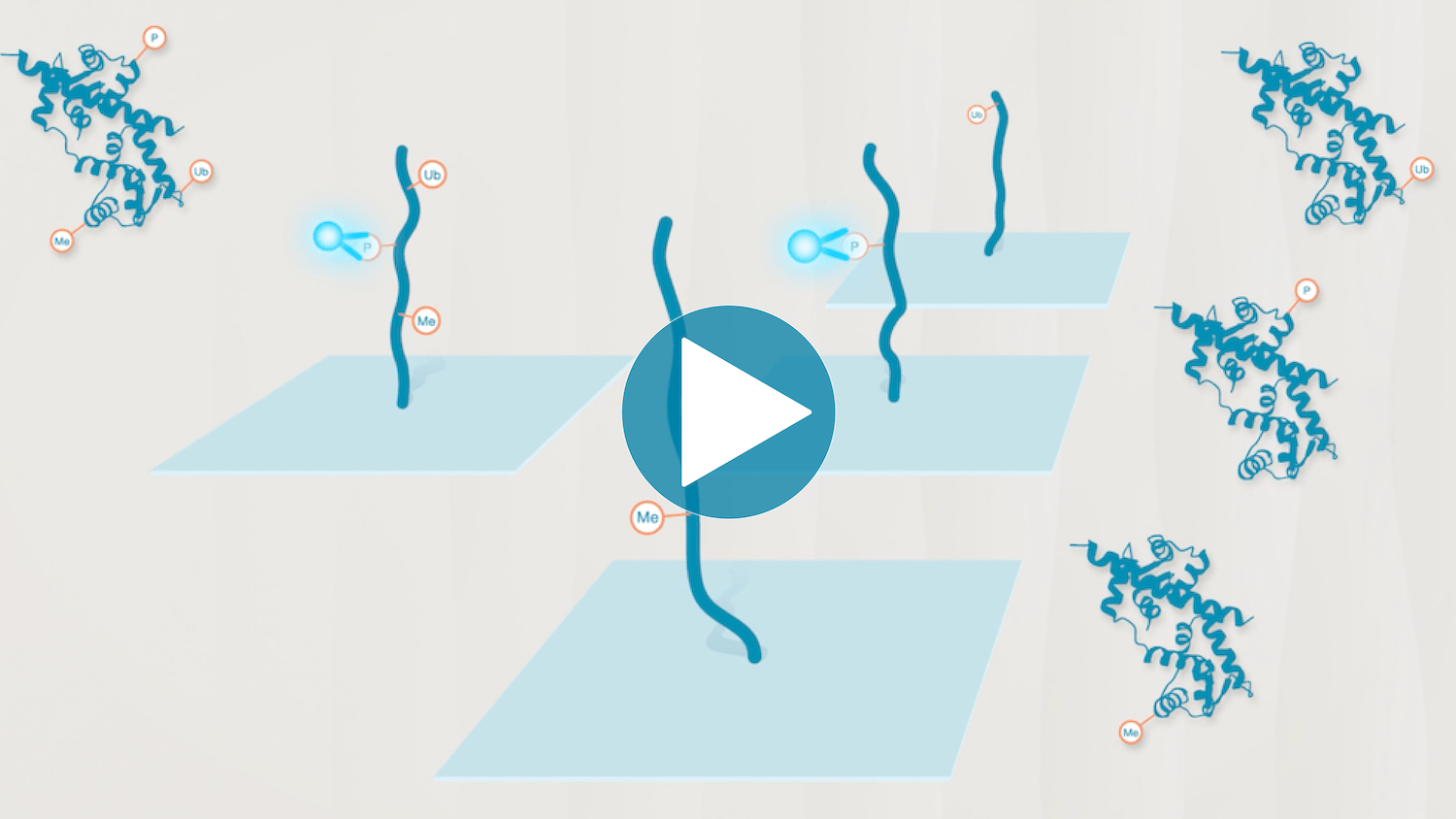 Animation - Proteoform analysis on the Nautilus Proteome Analysis ...